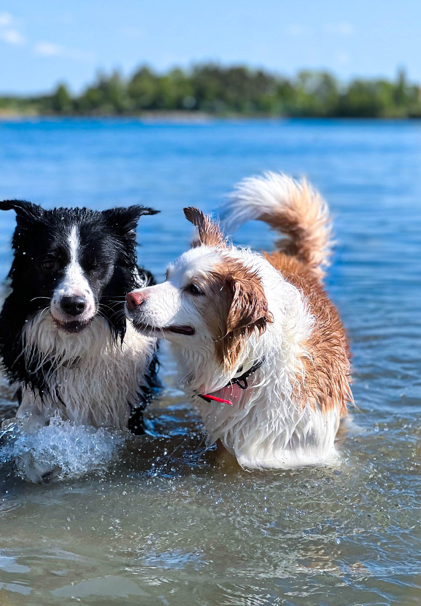 Dogies fotografie 2